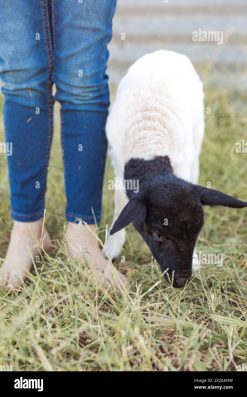 Baby Lamb mangeant de l'herbe à côté d'un enfant pieds nus Banque D'Images