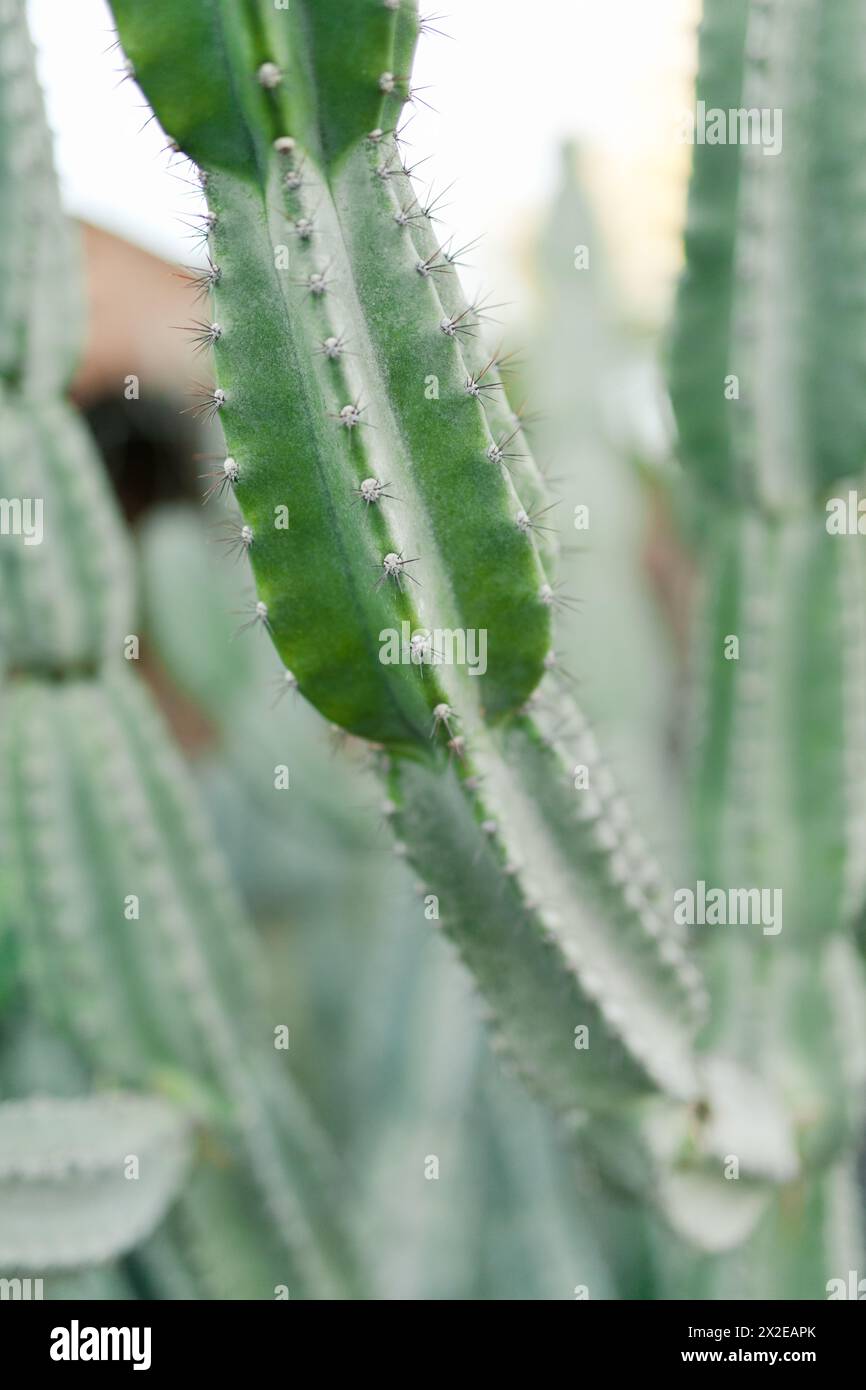Gros plan d'une plante de cactus épi vert Banque D'Images