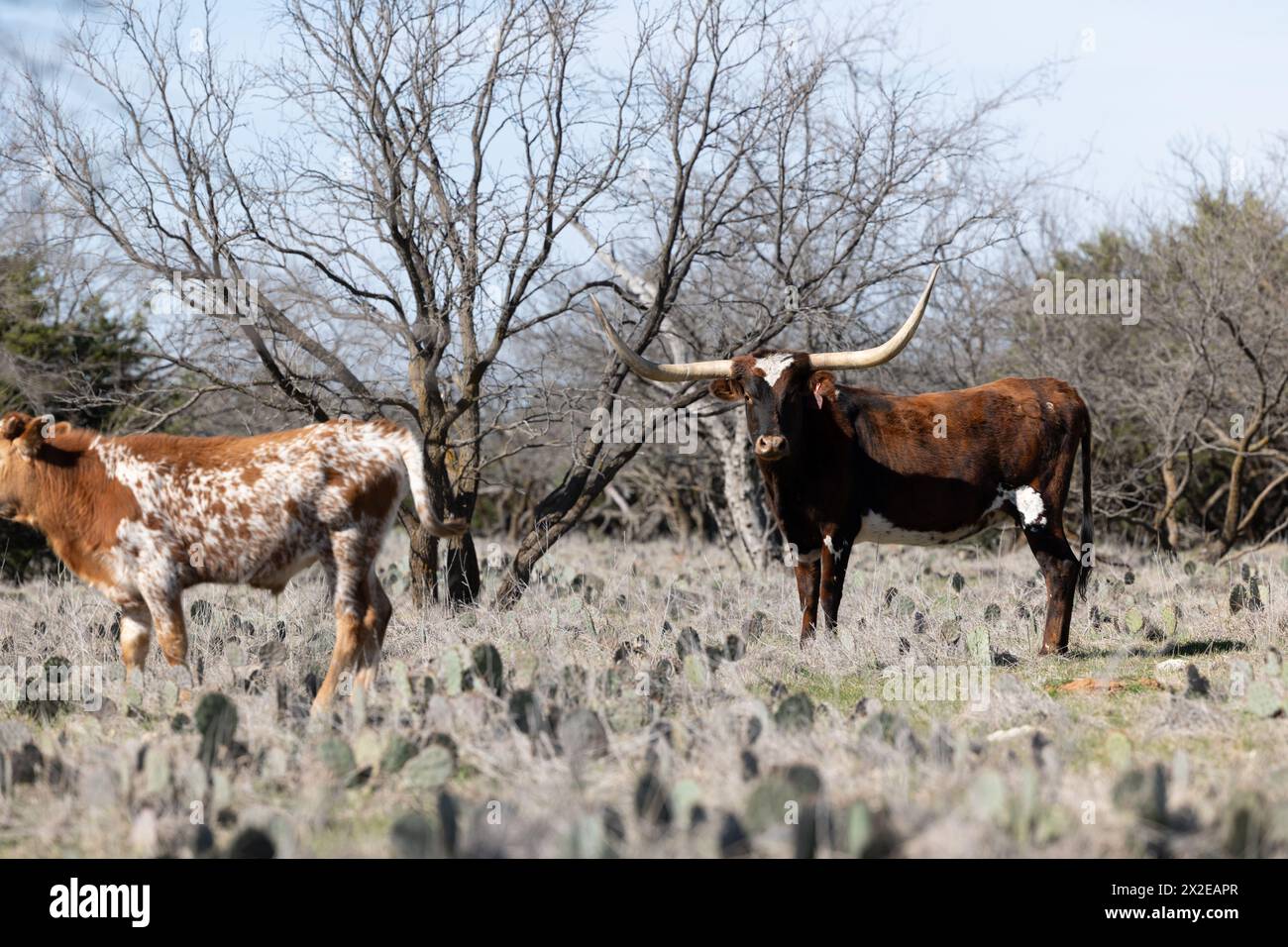 Vache longue corne rouge et noire debout dans le champ de cactus Banque D'Images