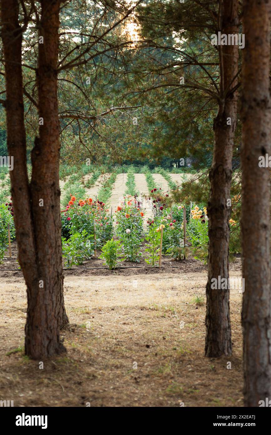 Ferme fleurie avec fleurs orange et rouges Banque D'Images