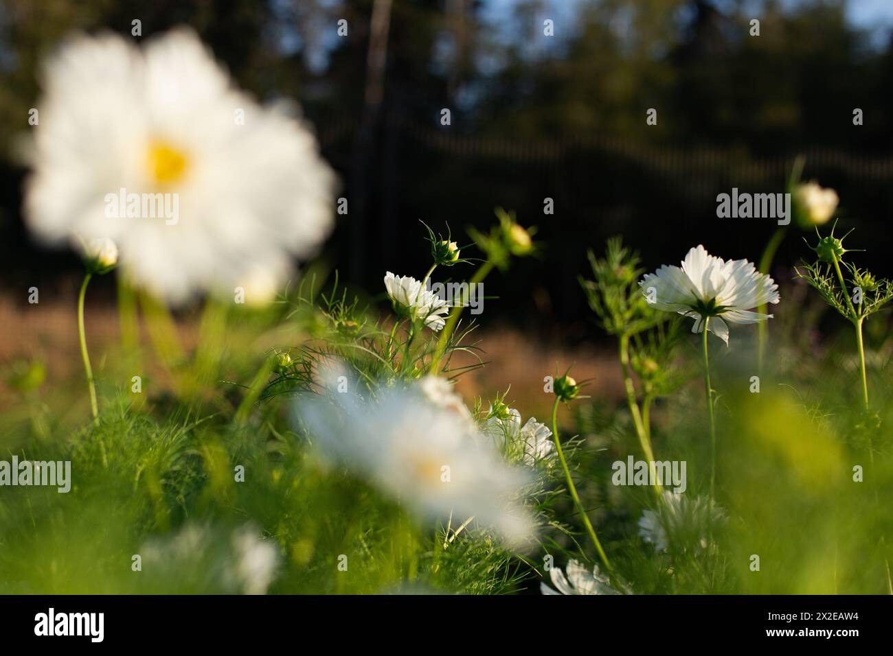 Fleurs de cosmos blanc dans une ferme de fleurs Banque D'Images