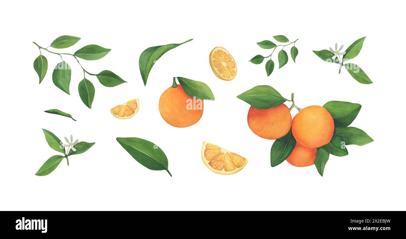 Set aquarelle illustration mandarine avec feuille. Clipart pour invitations, cartes-cadeaux, conception de mariage, autocollant, motif, tissu et impression. Un aquar Banque D'Images
