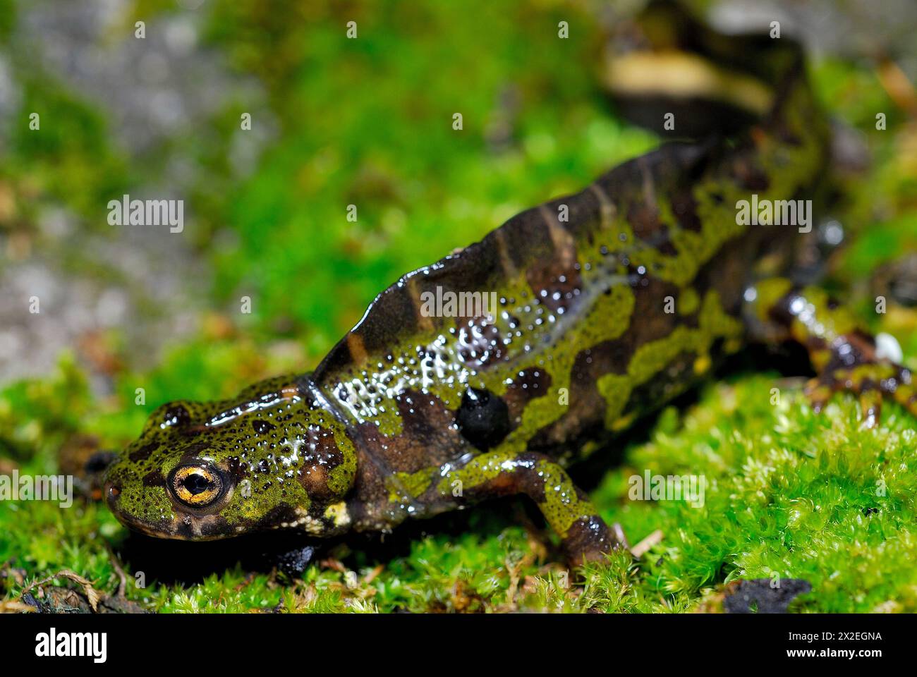 Triton marbré (Triturus marmoratus) dans un étang de Mouruas, Ourense, Espagne Banque D'Images