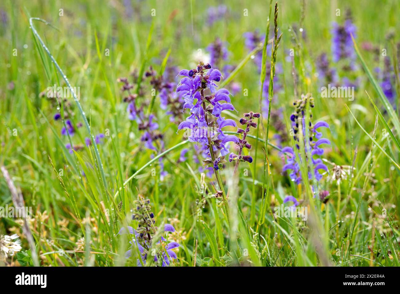 Botanique, prairie (Salvia pratensis), ATTENTION ! POUR GREETINGCARD-USE / POSTCARD-USE DANS LES PAYS GERMANOPHONES, CERTAINES RESTRICTIONS PEUVENT S'APPLIQUER Banque D'Images