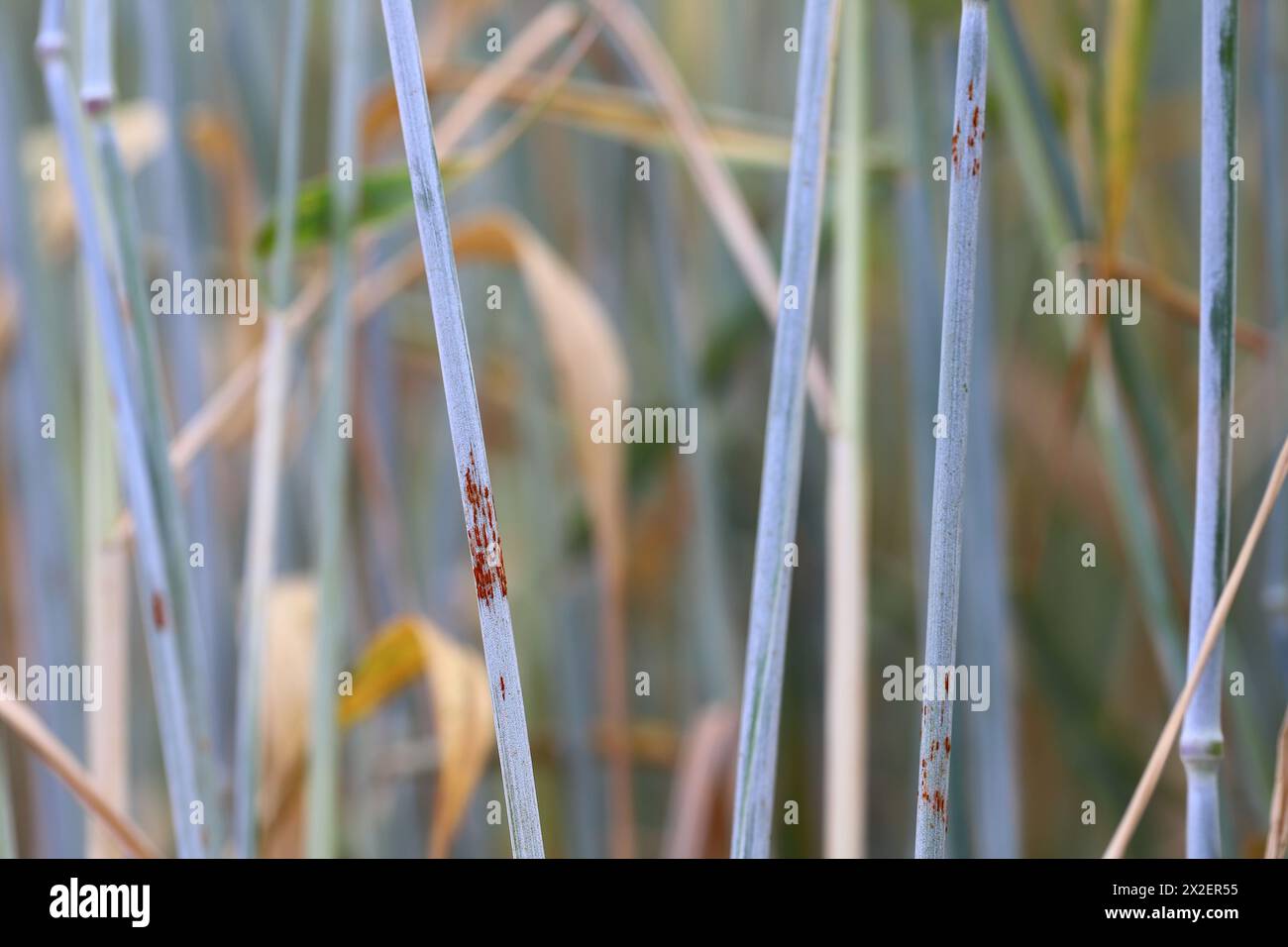 Rouille de la tige noire infection à Puccinia graminis sur tige céréalière. Banque D'Images