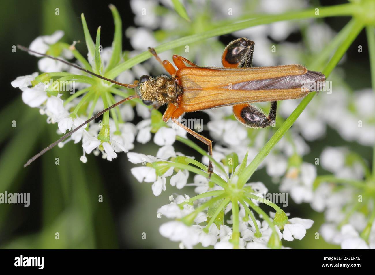 Faux coléoptères à cloques, coléoptères se nourrissant de pollen (Oedemera podagrariae), assis sur un ombellifère. Banque D'Images