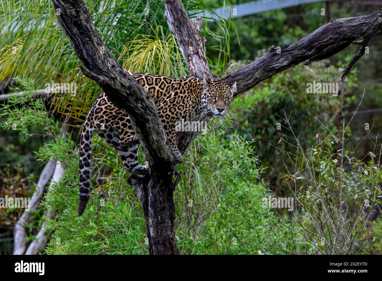 Zoologie, mammifère (mammalia), jaguar ou Yaguareté (Panthera ONCA), ADDITIONAL-RIGHTS-LEARANCE-INFO-NOT-AVAILABLE Banque D'Images