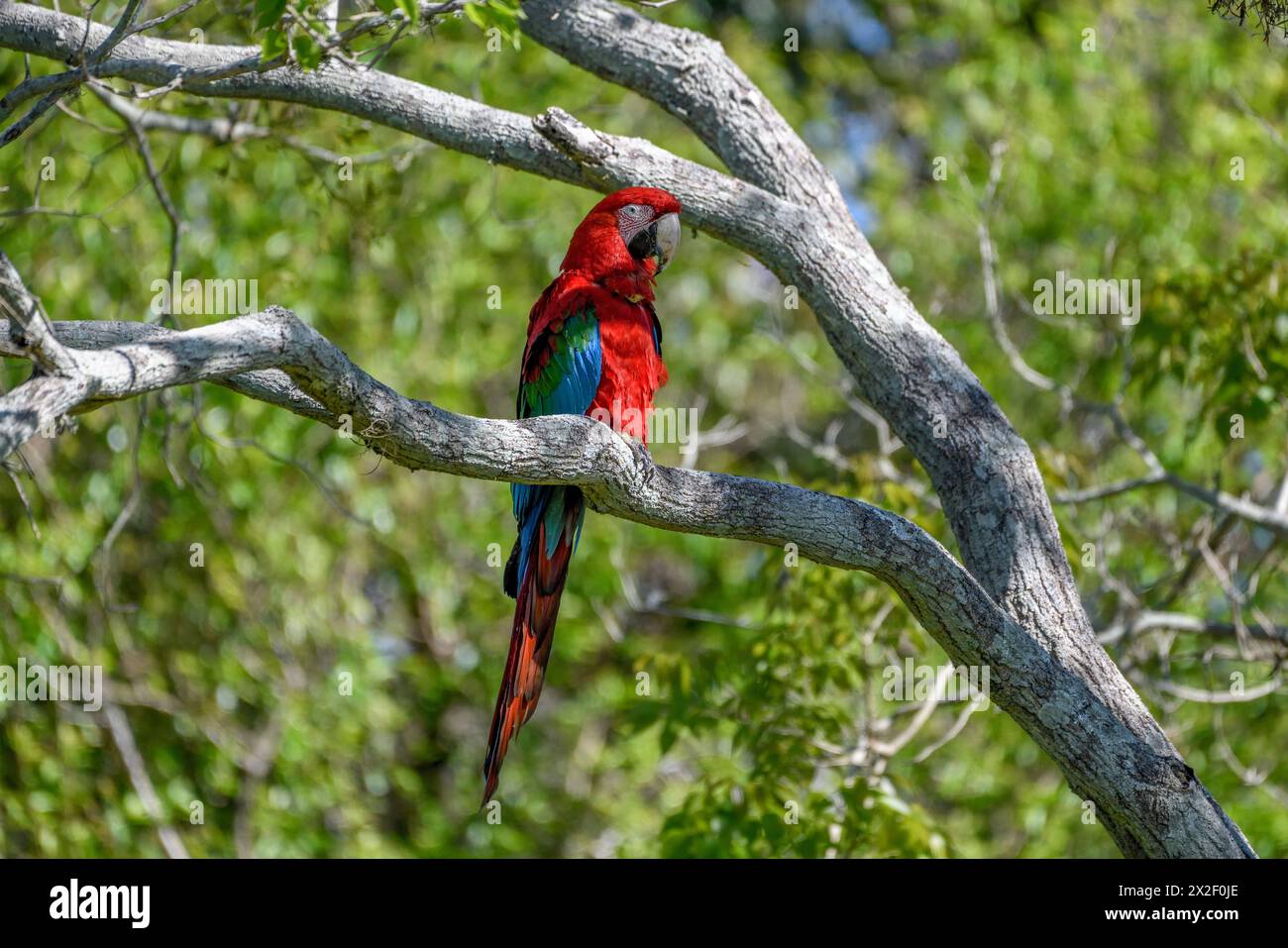 Zoologie, oiseaux (AVE), Macaw à ailes vertes ou macas rouge foncé (chloroptera d'aras), Cambyretá, ADDITIONAL-RIGHTS-LEARANCE-INFO-NOT-AVAILABLE Banque D'Images