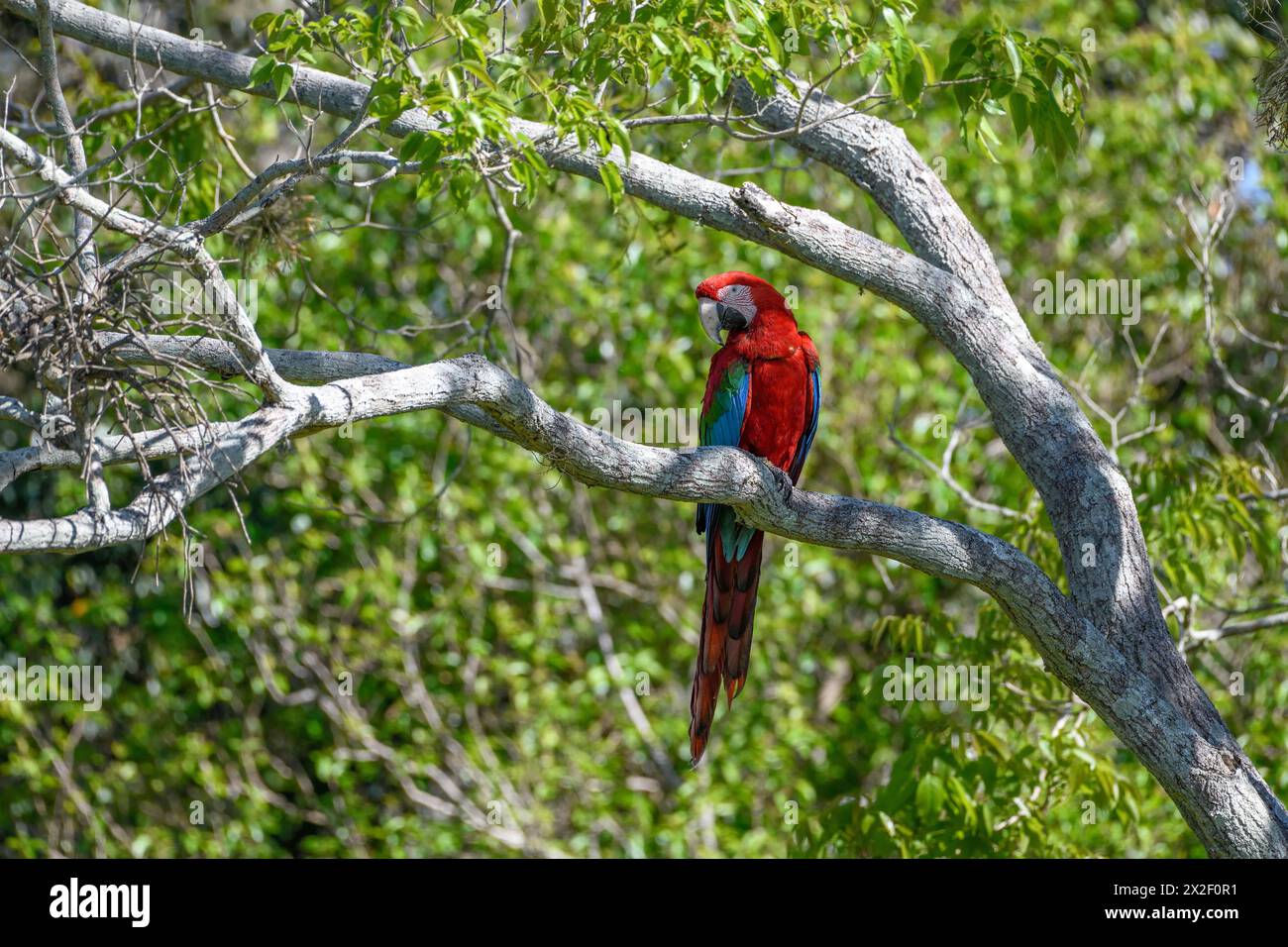 Zoologie, oiseaux (AVE), Macaw à ailes vertes ou macas rouge foncé (chloroptera d'aras), Cambyretá, ADDITIONAL-RIGHTS-LEARANCE-INFO-NOT-AVAILABLE Banque D'Images