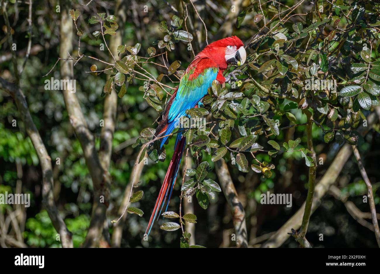 Zoologie, oiseaux (AVE), Macaw à ailes vertes ou macas rouge foncé (chloroptera d'aras), Cambyretá, ADDITIONAL-RIGHTS-LEARANCE-INFO-NOT-AVAILABLE Banque D'Images
