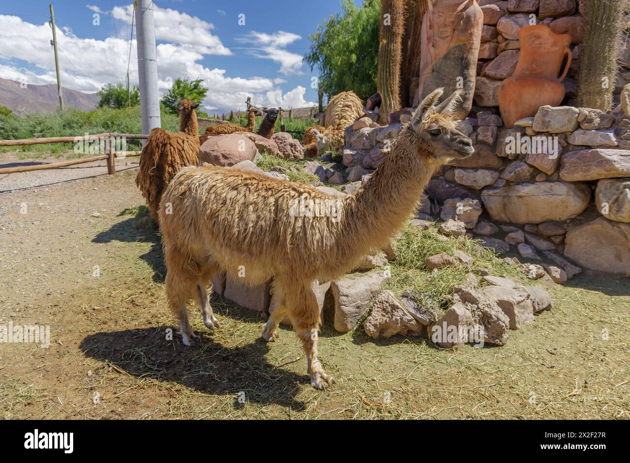 Groupe de lamas dans une ferme à Uquia, province de Jujuy, Argentine. Banque D'Images