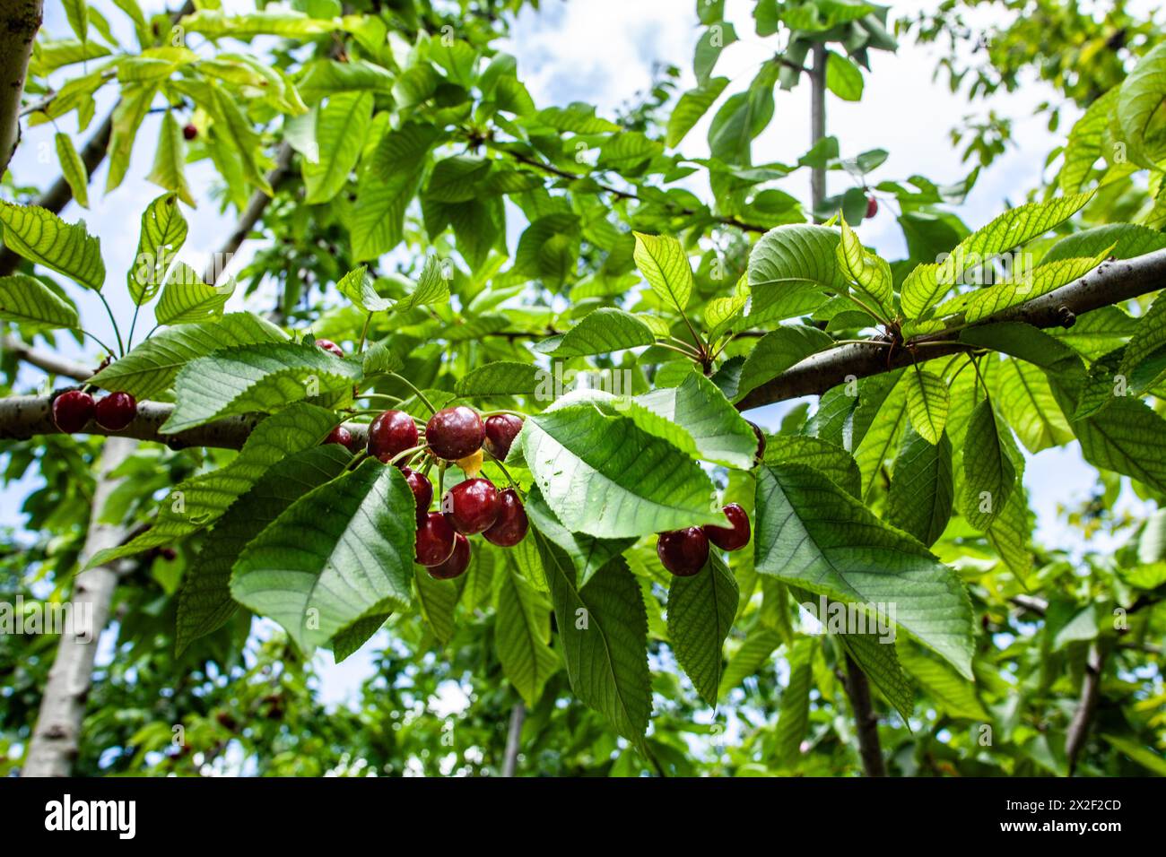 Cueillette des cerises mûres sur un arbre dans un verger de cerisiers. Photographié à Chypre en juin Banque D'Images