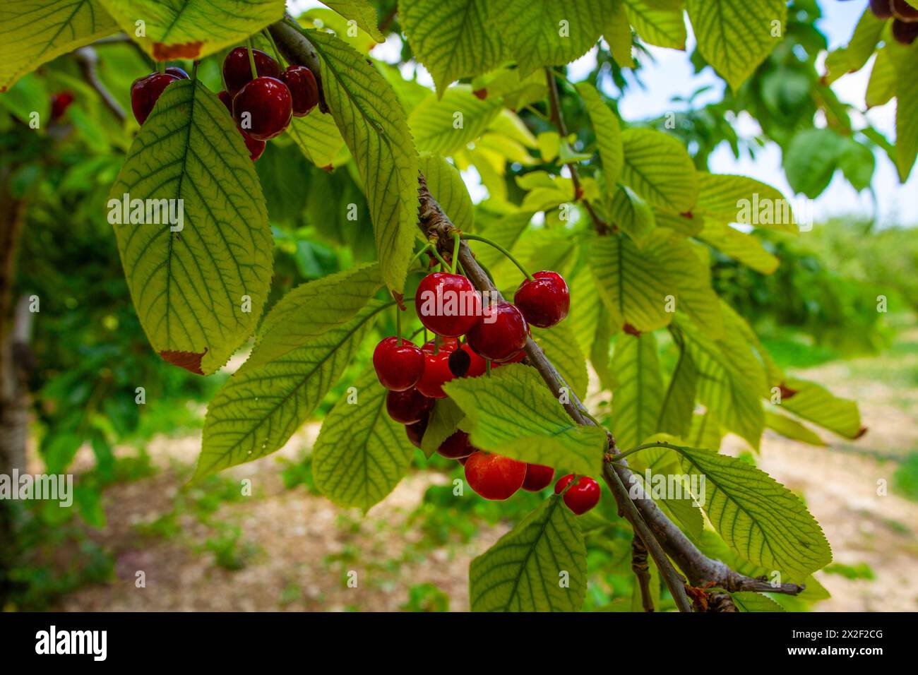 Cueillette des cerises mûres sur un arbre dans un verger de cerisiers. Photographié à Chypre en juin Banque D'Images