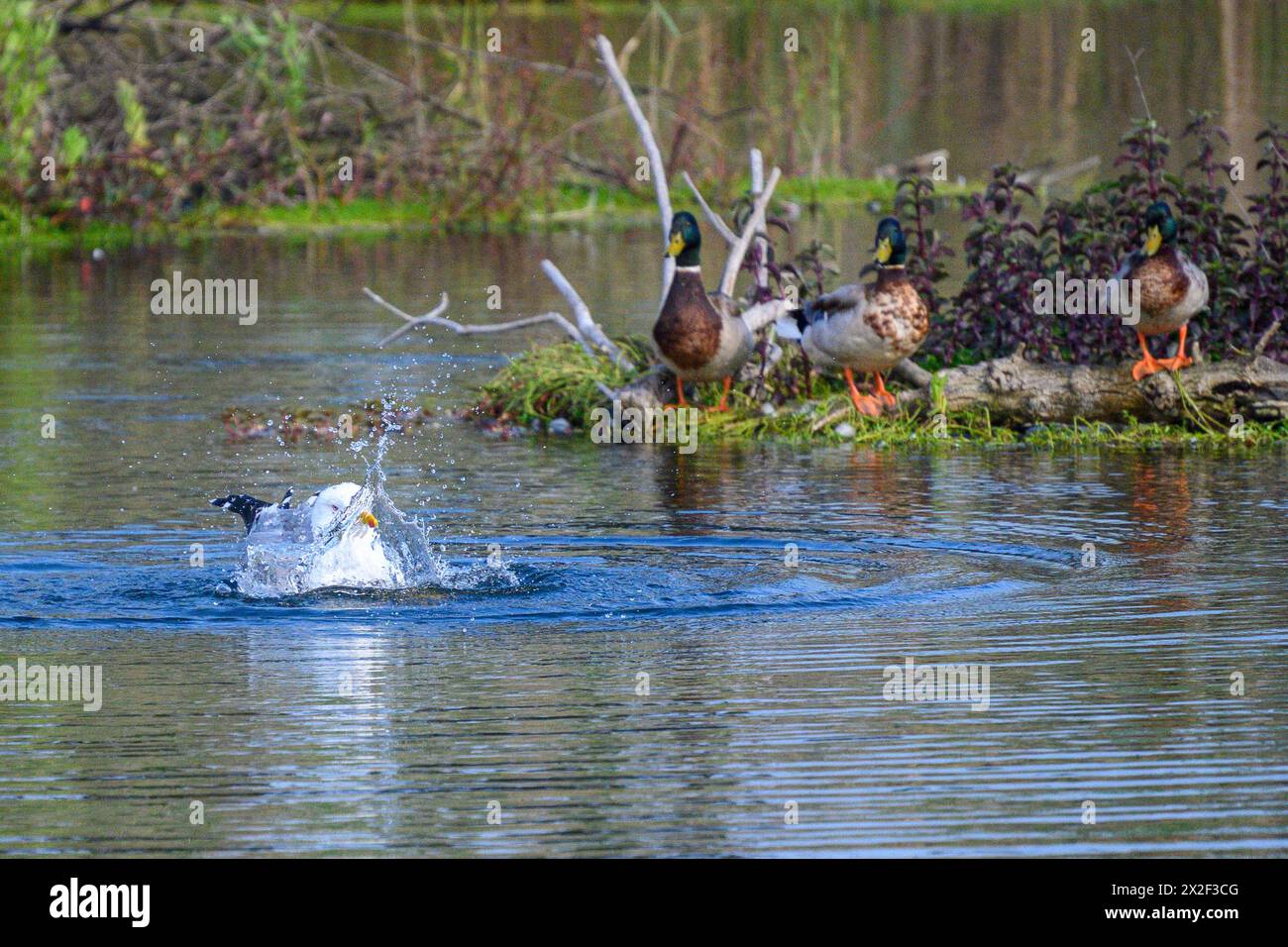 Mouette nage dans l'eau à côté de Mallard (Anas platyrhynchos) nageant dans l'eau. Photographié en Israël, en décembre photographié au Man-Mad Banque D'Images