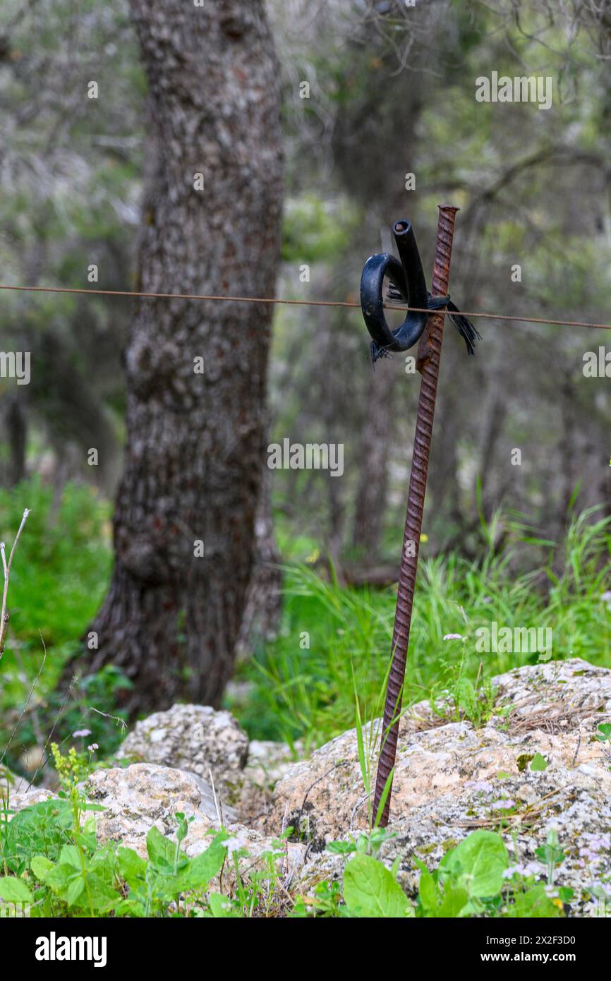 Isolateurs au coin de la clôture électrique pour enclos le bétail, photographiés à Givat Hamore, vallée de Jezreel, Israël Banque D'Images