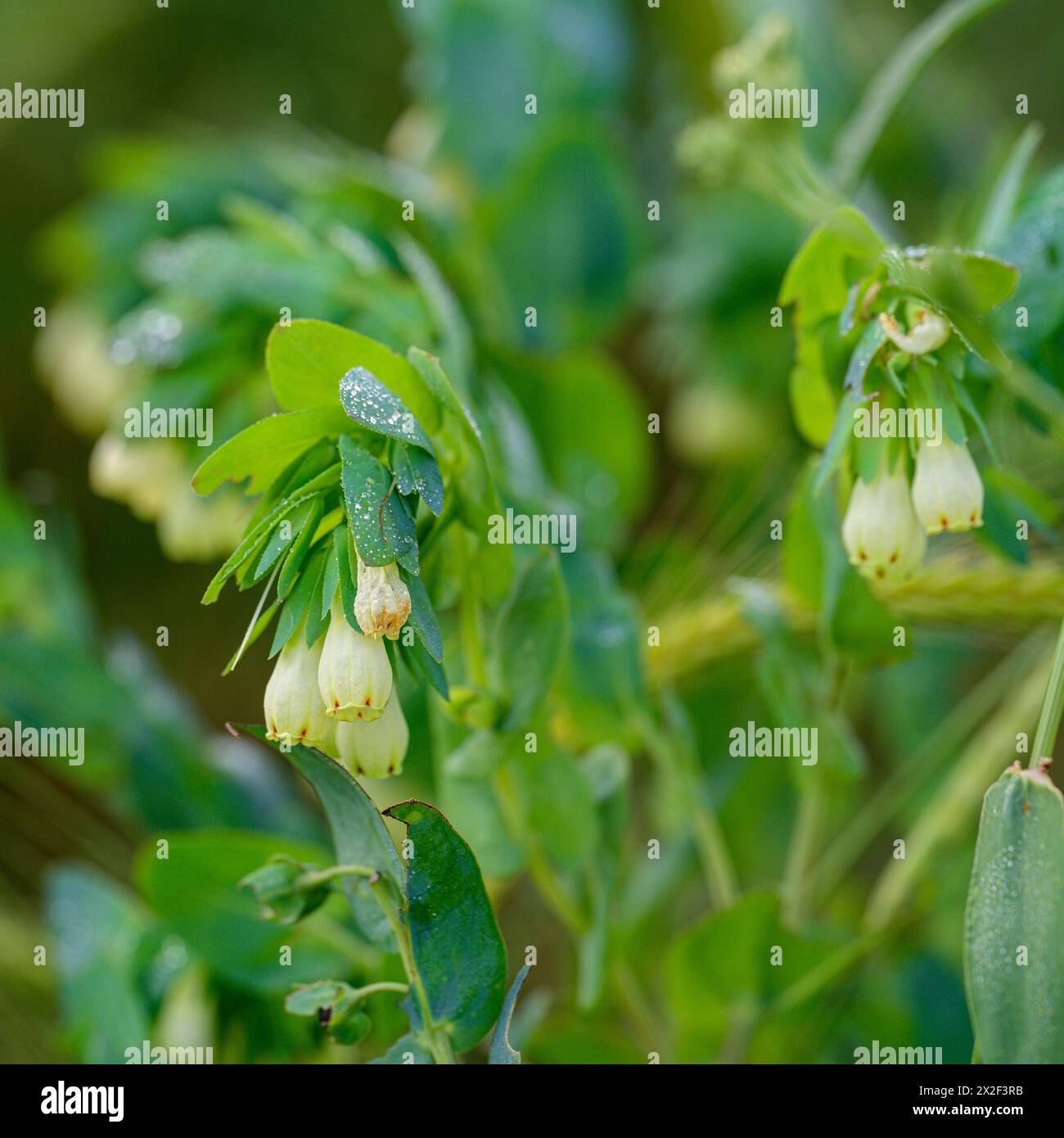 Cerinthe palaestina photographié en basse Galilée, Israël en mars Cerinthe est un genre de plantes à fleurs de la famille des Boraginaceae, connu sous le nom de ho Banque D'Images