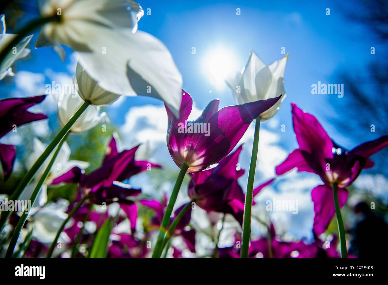 Les tulipes violettes et blanches sont vues d'en bas. Keukenhof est également connu comme le jardin de l'Europe l'un des plus grands jardins de fleurs du monde et est situé à lisse.The Netherlands.pendant les presque huit semaines qu'il est ouvert, plus de 1,4 millions de personnes du monde entier visiteront l'exposition. En plus des millions de tulipes, jonquilles et jacinthes dans le parc, les spectacles de fleurs à l'intérieur des pavillons sont devenus plus grands et plus beaux. (Photo de Ana Fernandez / SOPA images/SIPA USA) Banque D'Images