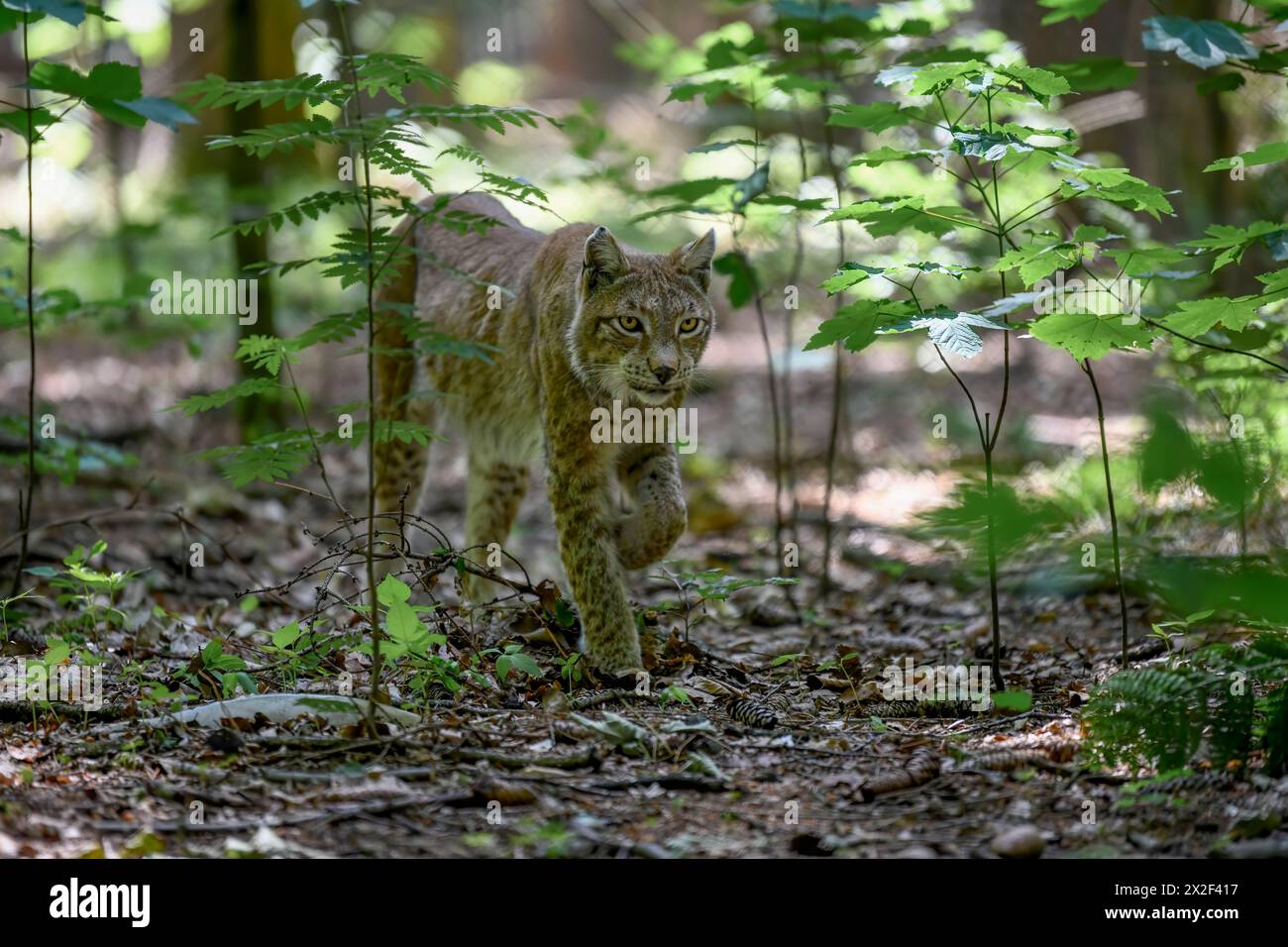 Zoologie, mammifère (mammalia), lynx eurasien (Lynx Lynx), captive, Bavière, Allemagne, ADDITIONAL-RIGHTS-LEARANCE-INFO-NOT-AVAILABLE Banque D'Images