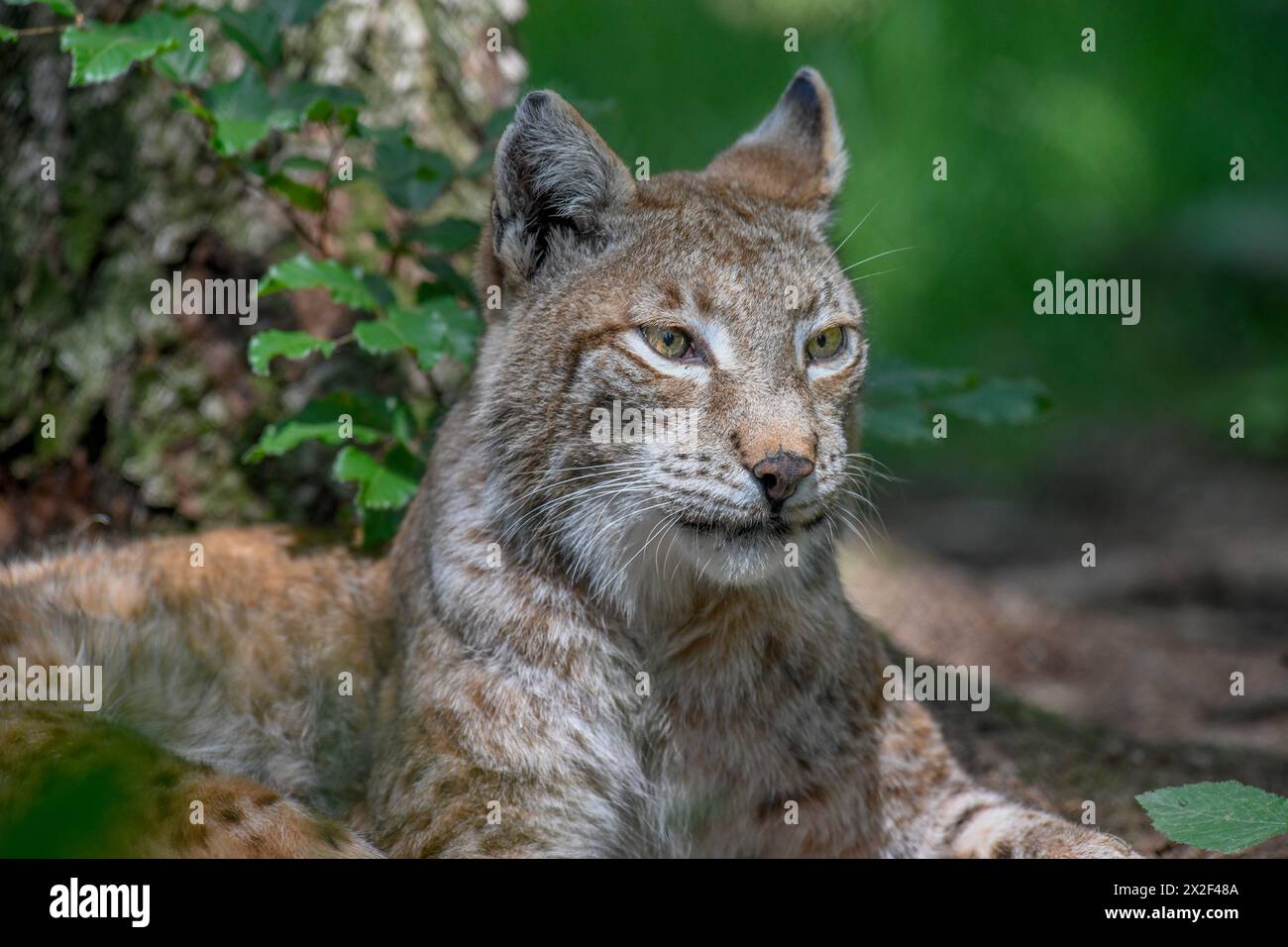 Zoologie, mammifère (mammalia), lynx eurasien (Lynx Lynx), captive, Bavière, Allemagne, ADDITIONAL-RIGHTS-LEARANCE-INFO-NOT-AVAILABLE Banque D'Images