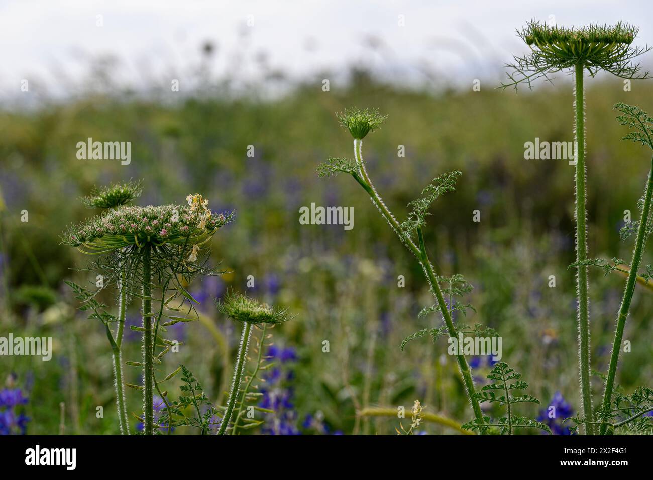 Daucus carota (les noms communs incluent la carotte sauvage, le nid d'oiseau, la dentelle d'évêque et la dentelle de la reine Anne). Photographié en basse Galilée, Israël à Marc Banque D'Images