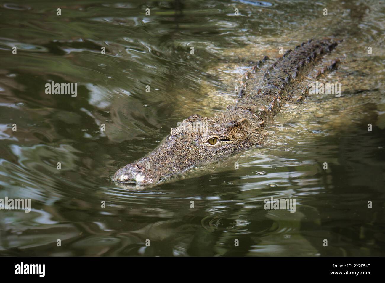 Crocodile du Nil nageant dans l'eau verte Banque D'Images