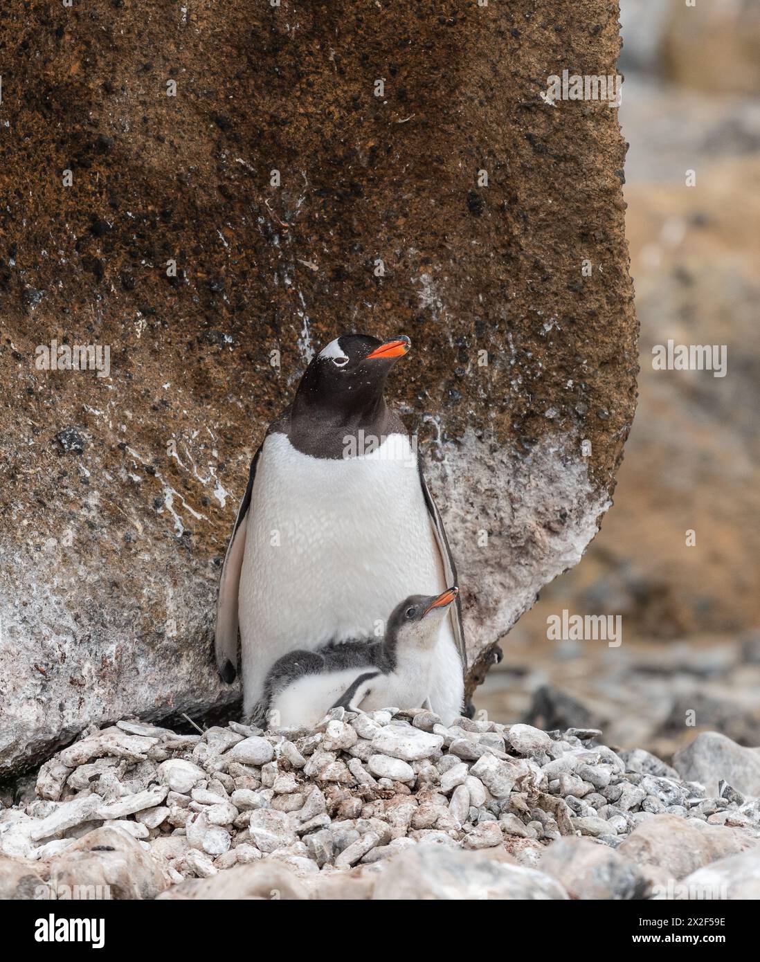 Pingouin Gentoo avec jeune poussin sur le nid, Brown Bluff, Antarctique. Banque D'Images