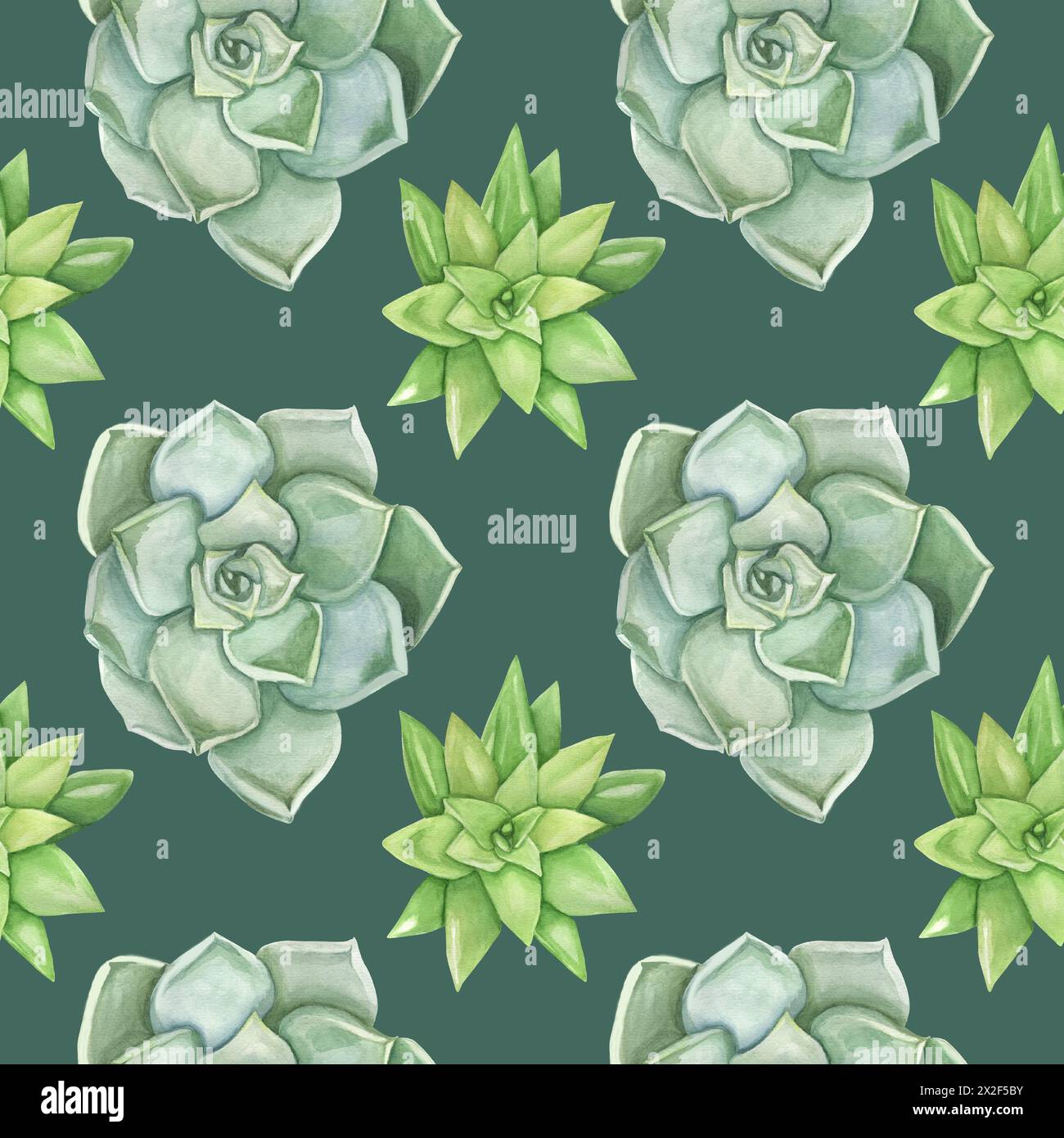 Motif botanique sans couture avec des succulentes. Plantes Echeveria sur un fond vert. Banque D'Images