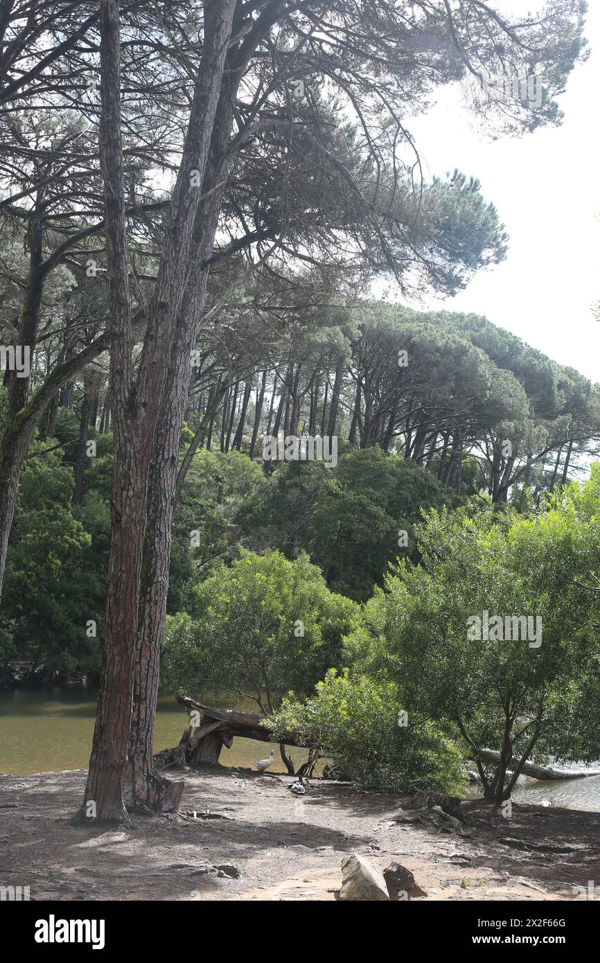 Lagoa Azul à Sintra, Portugal Banque D'Images