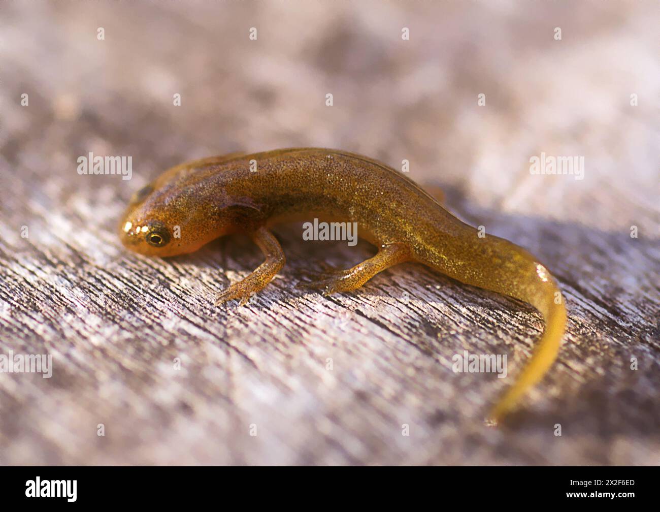 Le triton à bandes australes (Ommatotriton vittatus) est une espèce de salamandre de la famille des Salamandridae. L'habitat naturel de l'espèce est Water bo Banque D'Images