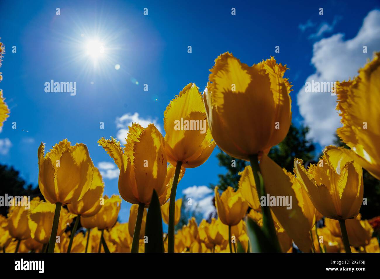 Lisse, pays-Bas. 21 avril 2024. Vue d'en bas d'un groupe de tulipes jaunes. Keukenhof est également connu comme le jardin de l'Europe l'un des plus grands jardins de fleurs du monde et est situé à lisse.The Netherlands.pendant les presque huit semaines qu'il est ouvert, plus de 1,4 millions de personnes du monde entier visiteront l'exposition. En plus des millions de tulipes, jonquilles et jacinthes dans le parc, les spectacles de fleurs à l'intérieur des pavillons sont devenus plus grands et plus beaux. Crédit : SOPA images Limited/Alamy Live News Banque D'Images