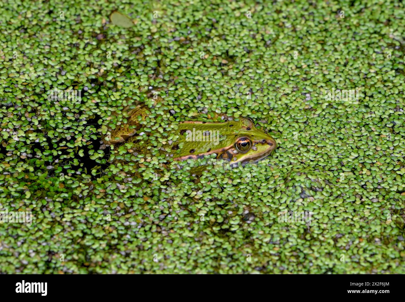 Zoologie, amphibien (amphibien), grenouille comestible (rana esculenta), ADDITIONAL-RIGHTS-LEARANCE-INFO-NOT-AVAILABLE Banque D'Images