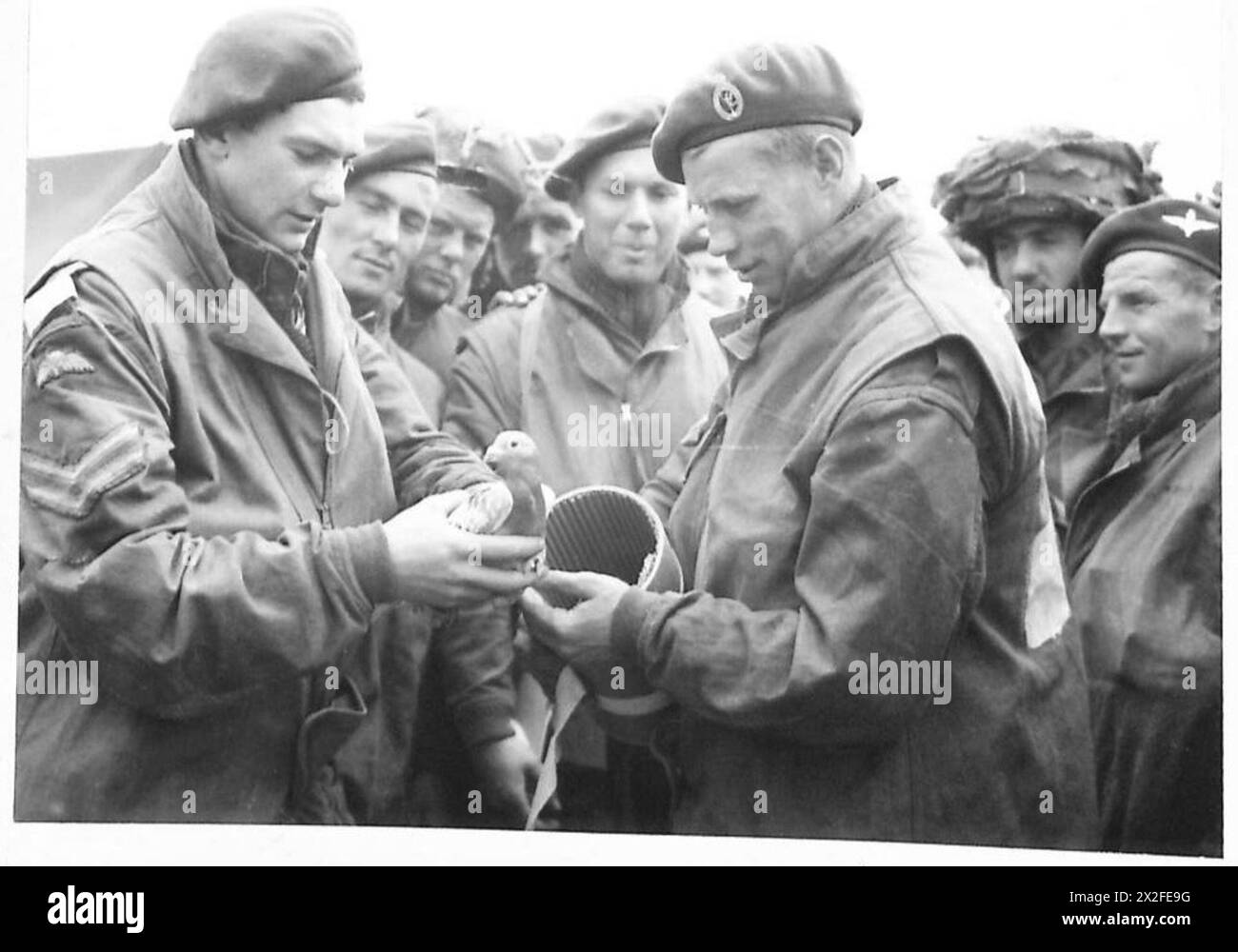 Les parachutistes britanniques de la 6e division aéroportée placent un pigeon voyageur dans un conteneur le 5 juin 1944 pour envoyer des messages pendant les préparatifs de l'opération Overlord. Banque D'Images