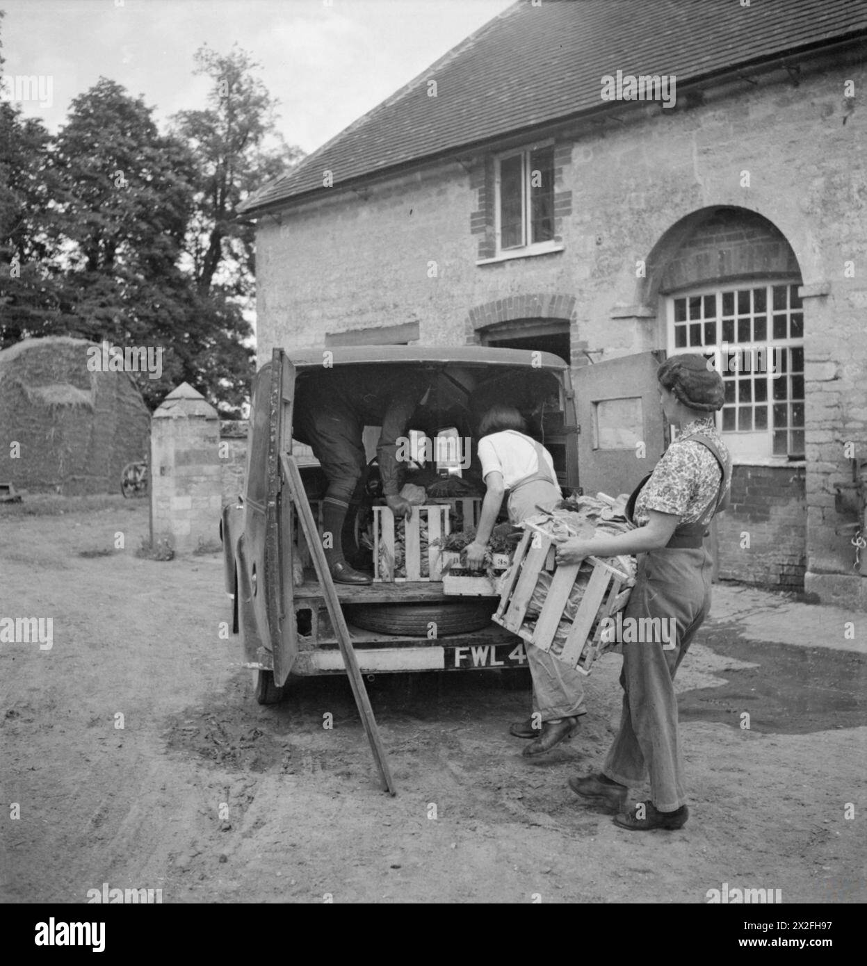 Au Women's Horticultural College, Waterperry House, Oxfordshire, en 1943, les étudiants sont formés à l'agriculture et à l'horticulture, préparant des légumes pour la vente sur le marché. Banque D'Images