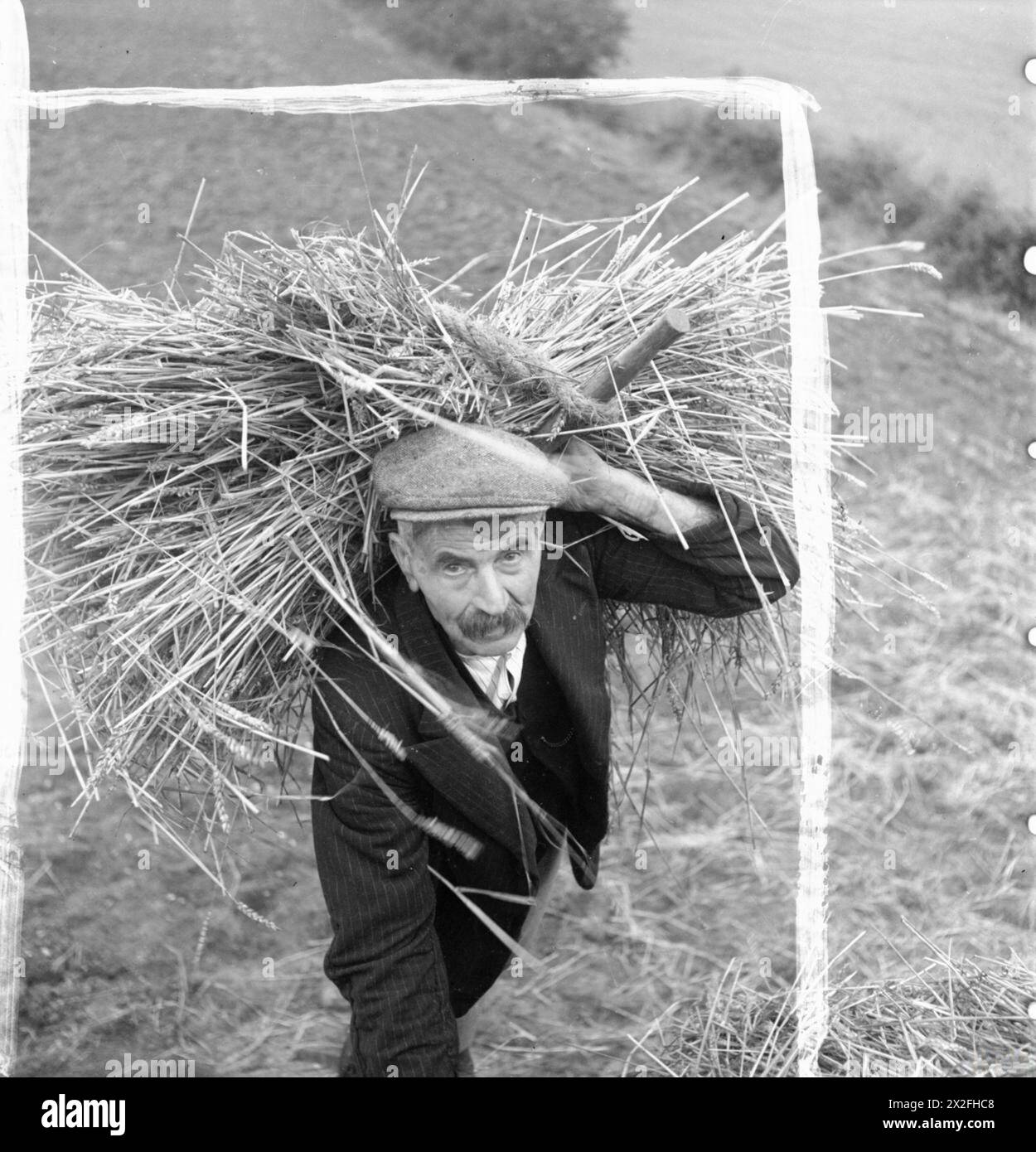 En 1942, Harry King, âgé de 71 ans, a contribué à l'effort de guerre à Manuden, Essex, en battant de chaume un rick de foin tout en transportant une balle de paille. Banque D'Images