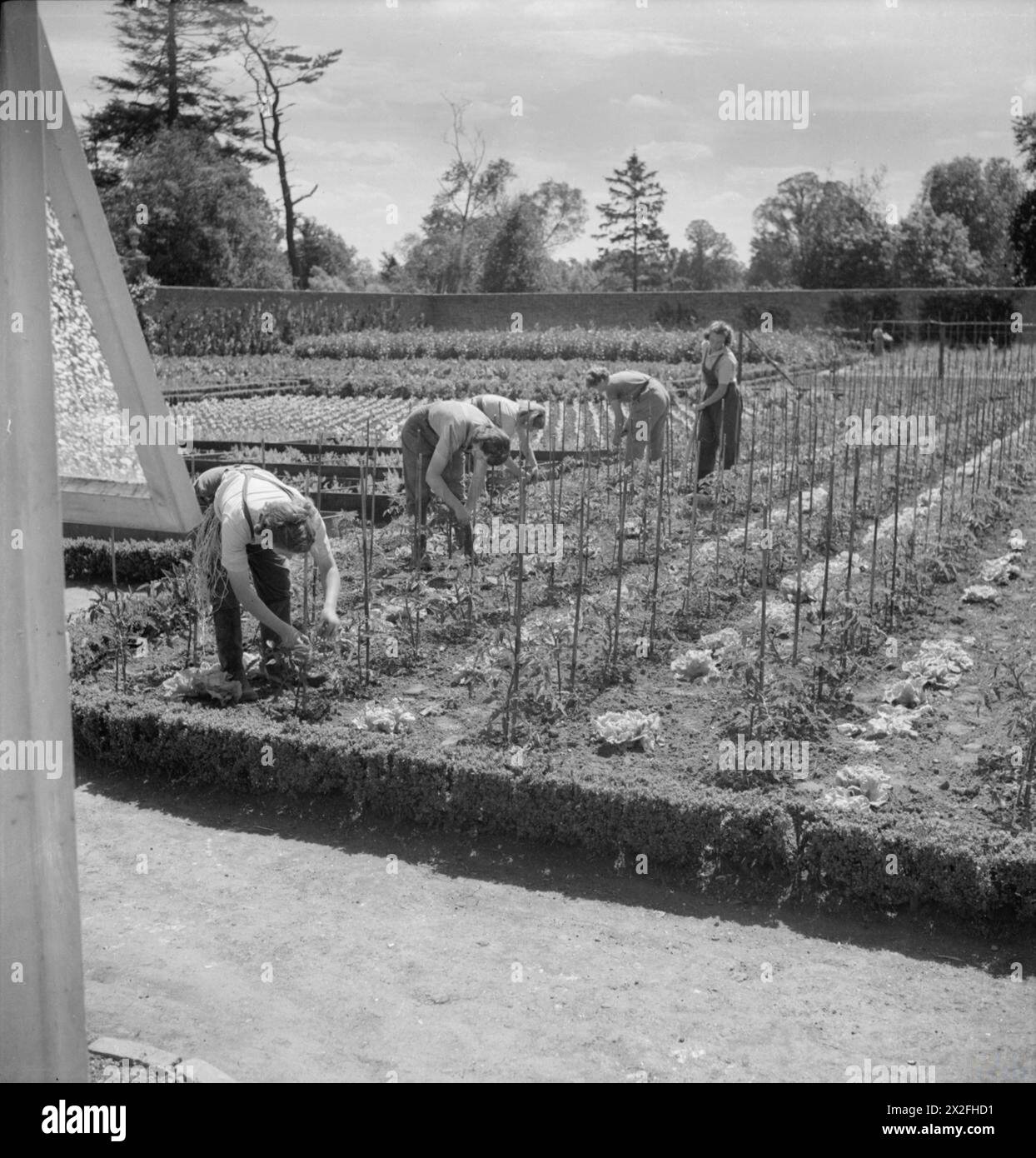 Les étudiants du Women's Horticultural College, Waterperry House, Oxfordshire, se forment à l'agriculture et à l'horticulture, plantant des laitues entre les tomates en 1943 pour économiser de l'espace et une production de cultures exemptes de maladies. Banque D'Images