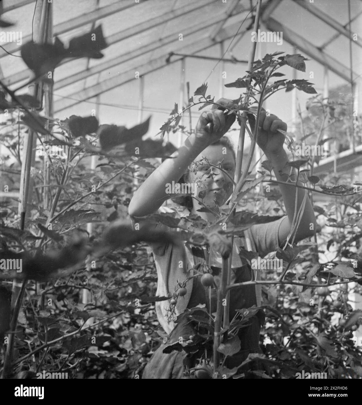 Les étudiantes du Women's Horticultural College, Waterperry House, Oxfordshire, 1943, se forment à l'agriculture et à l'horticulture, en se concentrant sur la production de cultures exemptes de maladies, la coupe et la formation de plants de tomates. Banque D'Images