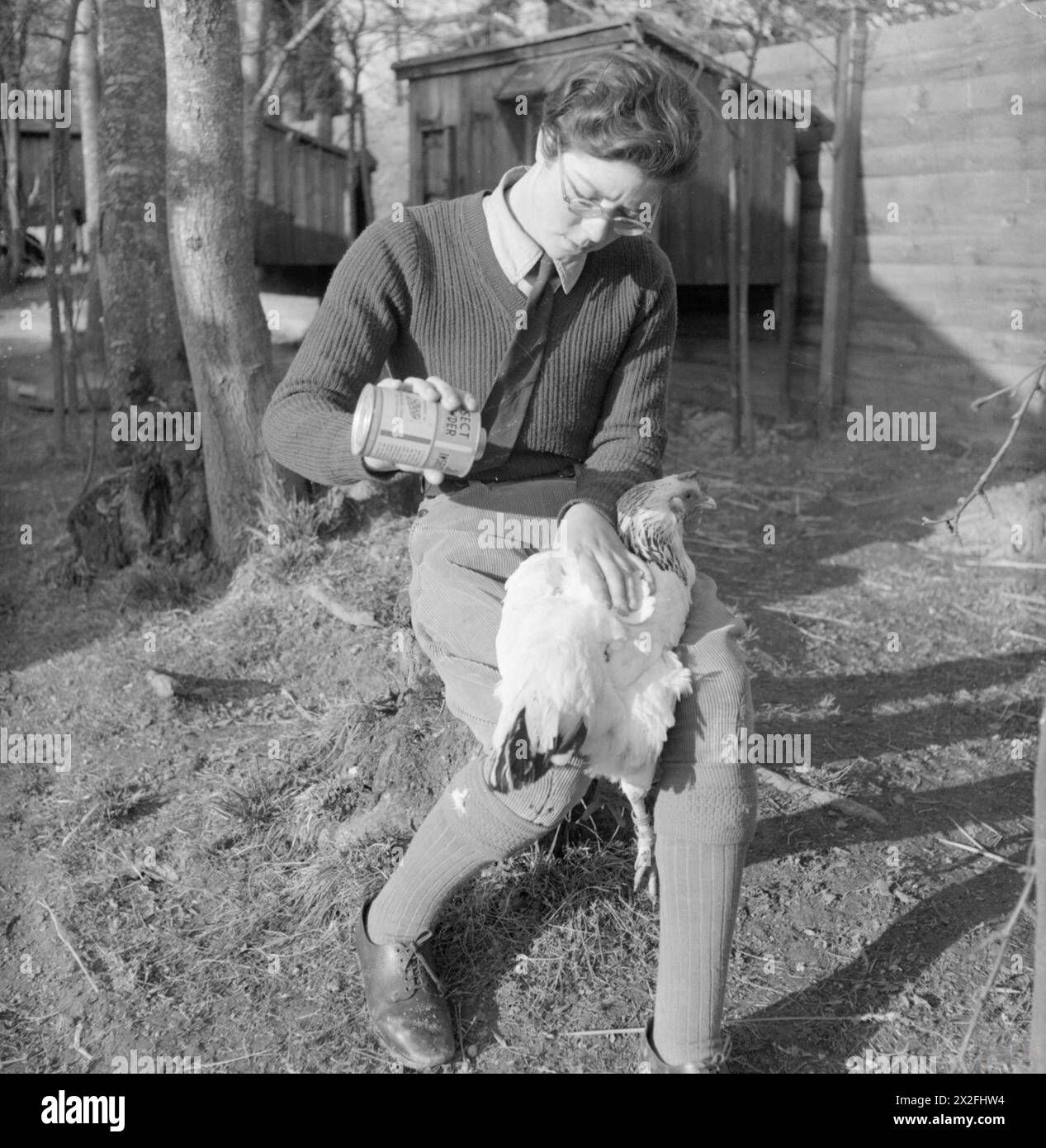 Une fille du Land applique de la poudre d'insecte sur un poulet dans une ferme britannique, 1944, montrant la lutte antiparasitaire pour la gestion de la volaille. Banque D'Images