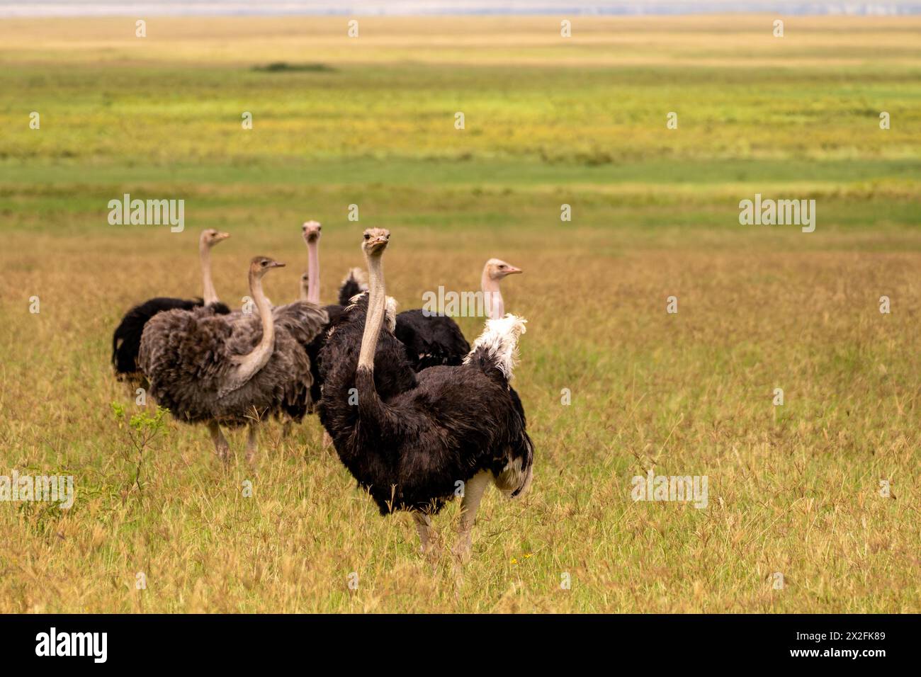 Autruche commune (Struthio camelus) dans la savane africaine Banque D'Images