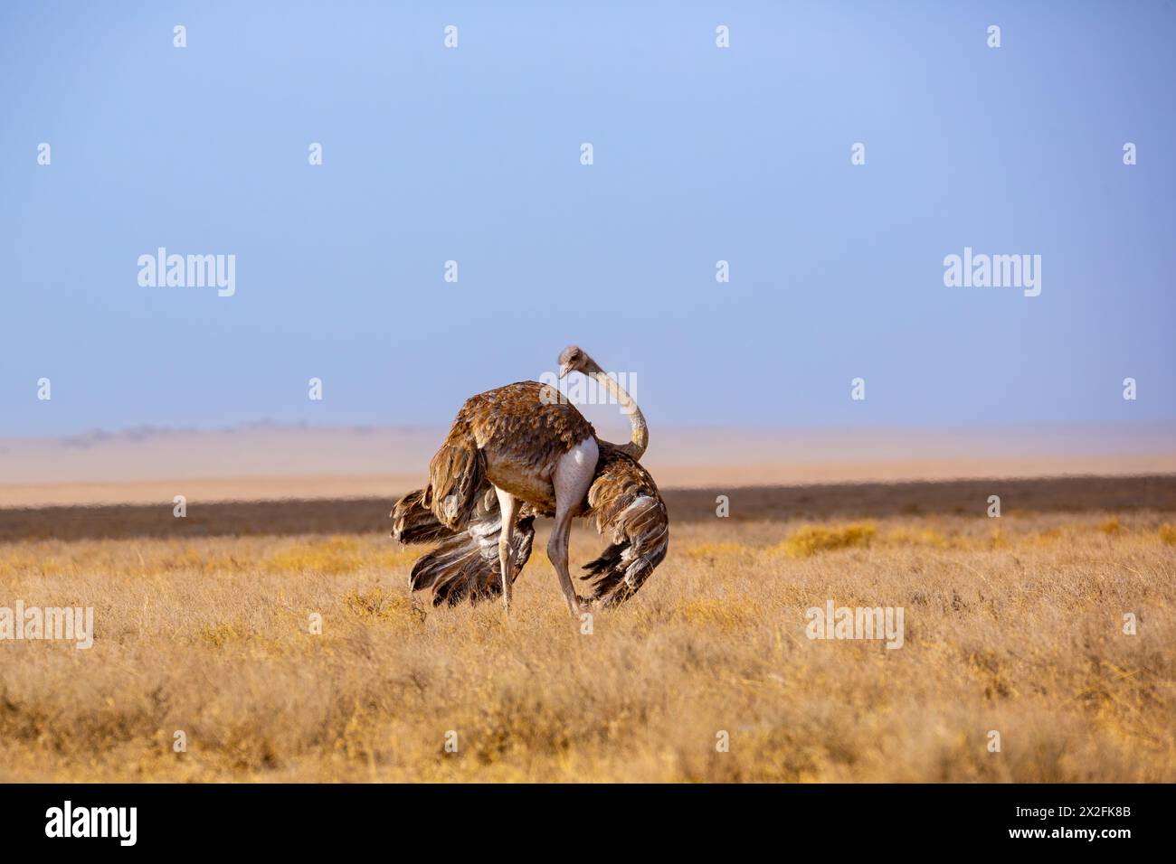 Autruche commune (Struthio camelus) dans la savane africaine Banque D'Images