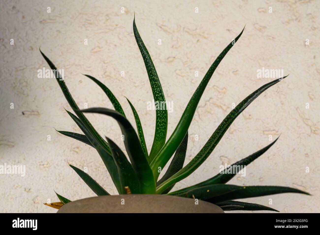 Haworthia hybride (Haworthia reinwardtii hybride) plante en pot dans un pot fait à la main Banque D'Images