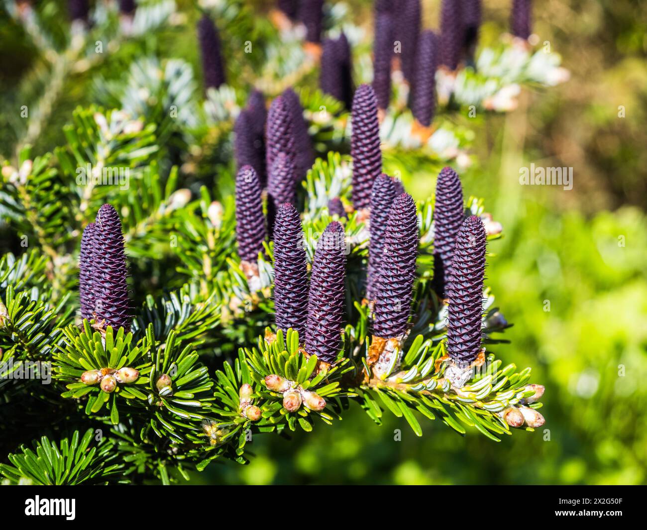 Cônes sur le sapin coréen Abies koreana Banque D'Images