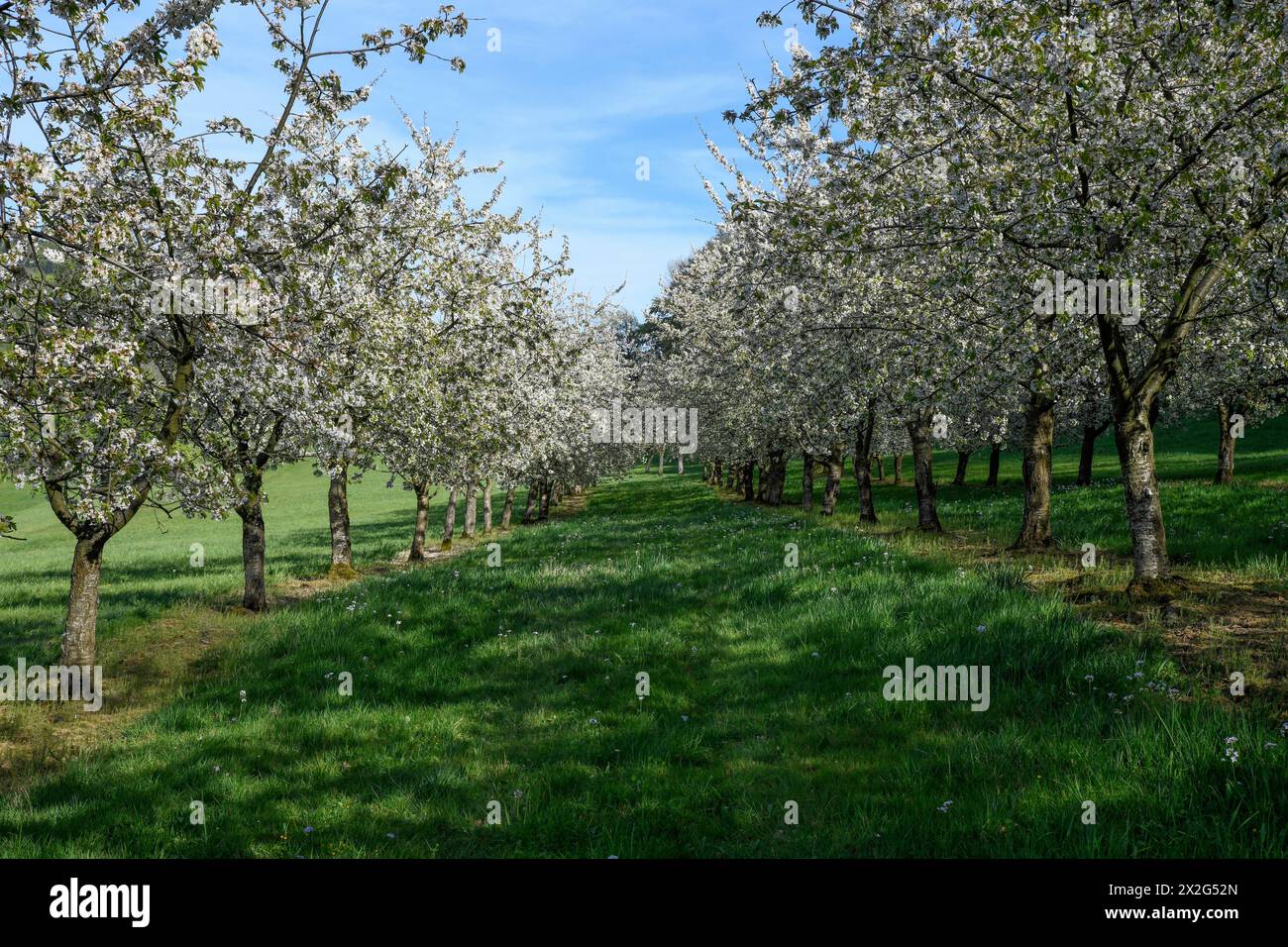 Géographie / voyage, Allemagne, Bade-Wuertemberg, cerisiers à fleurs à Obereggenen, ADDITIONAL-RIGHTS-LEARANCE-INFO-NOT-AVAILABLE Banque D'Images