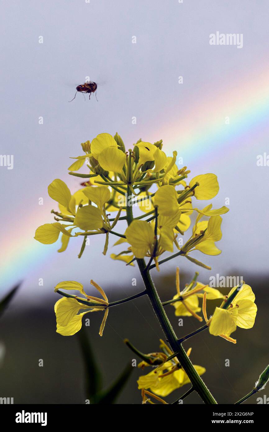 Gros plan d'une abeille visitant une fleur jaune d'un charlock Rhamphospermum arvense, (syns. Brassica arvensis et Sinapis arvensis) la moutarde charlock, Banque D'Images