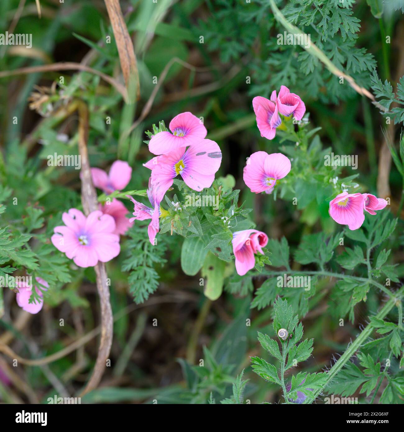 Linum pubescens, le lin rose poilu, photographié en basse Galilée, Israël en mars Banque D'Images