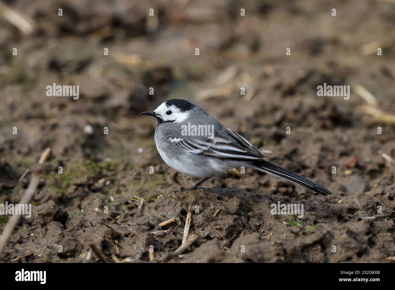 Grevenbroich, Nordrhein-Westfalen, Deutschland - Die Bachstelze ist eine Singvogelart aus der Familie der Stelzen und Pieper. SIE faellt durch ihr kontrastreiches, schwarz-weiss-graues Gefieder und den stelzentypischen Wippschwanz auf. Grevenbroich Nordrhein-Westfalen Deutschland *** Grevenbroich, Rhénanie-du-Nord-Westphalie, Allemagne la queue blanche est une espèce d'oiseau chanteur de la famille des queues et des pipits elle se distingue par son plumage gris noir et blanc à contraste élevé et la queue agitée typique de Grevenbroich Rhénanie-du-Nord-Westphalie Allemagne Banque D'Images