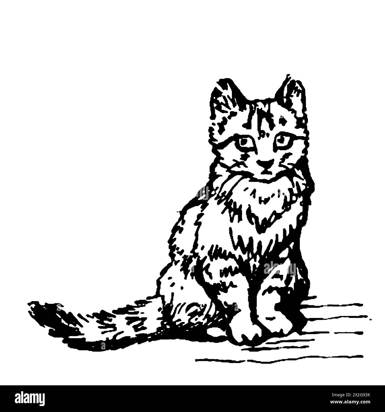 Esquisse de contour noir et blanc d'un chat Banque D'Images
