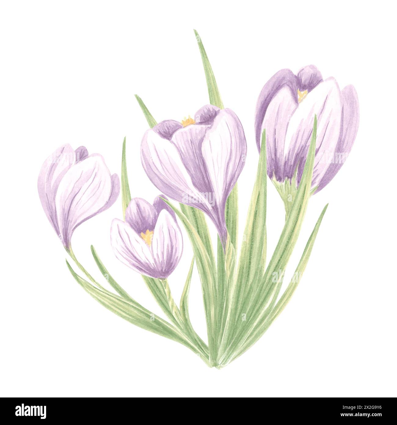 Bouquet de crocus. Arrangement de fleurs violettes à l'aquarelle. Illustration isolée dessinée à la main de fleurs de safran printanières. Herbes sauvages de prairie. Dessin botanique Banque D'Images