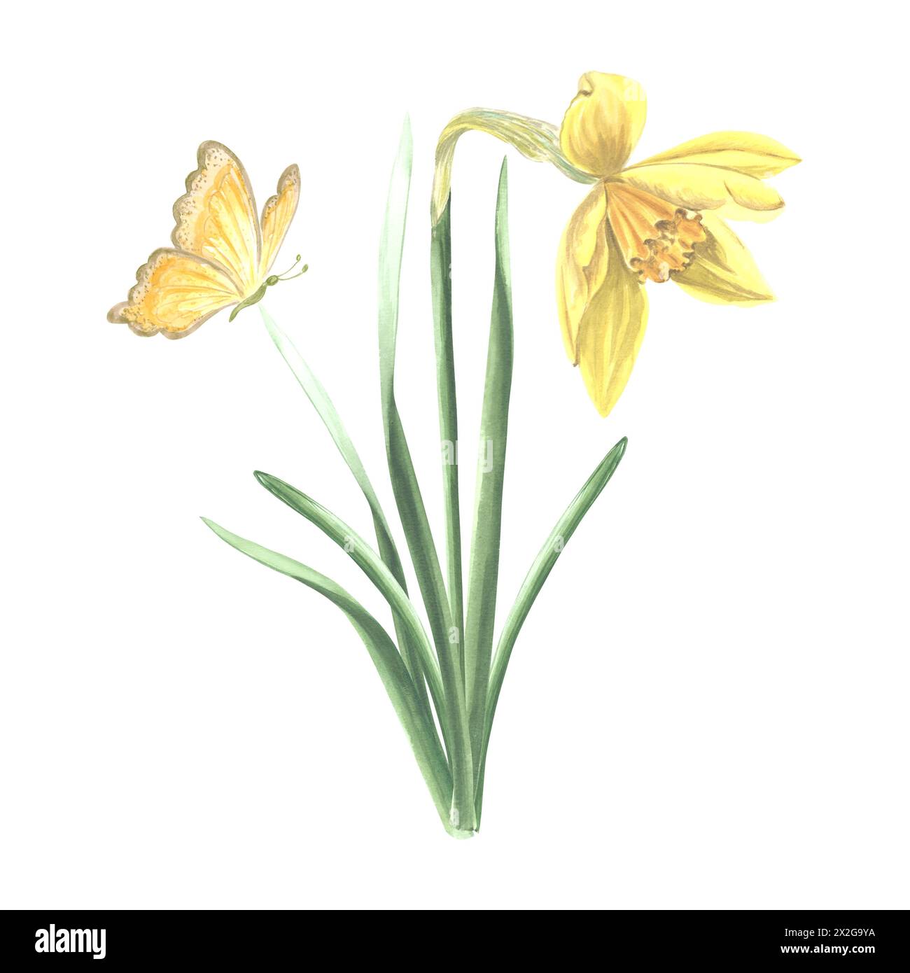 Jonquille avec papillon. Aquarelle jardin fleur jaune. Illustration isolée dessinée à la main de la floraison printanière estivale. Plante de prairie, insecte. Botanique d Banque D'Images