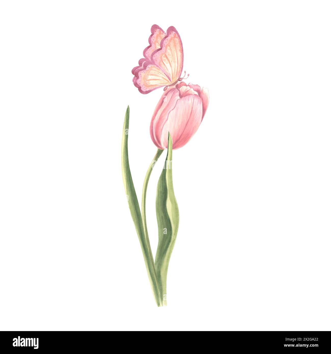 Rose tulipe avec papillon. Fleur de jardin aquarelle. Illustration isolée dessinée à la main de la floraison printanière estivale. Plante de prairie et insecte. Botanical dra Banque D'Images