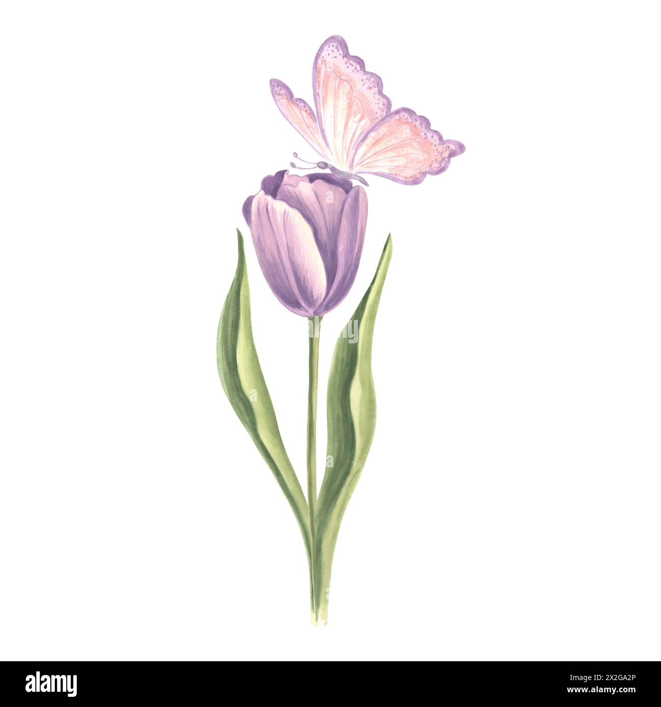 Violet tulipe avec papillon. Fleur de jardin aquarelle. Illustration isolée dessinée à la main de la floraison printanière estivale. Plante de prairie et insecte. Botanique d Banque D'Images